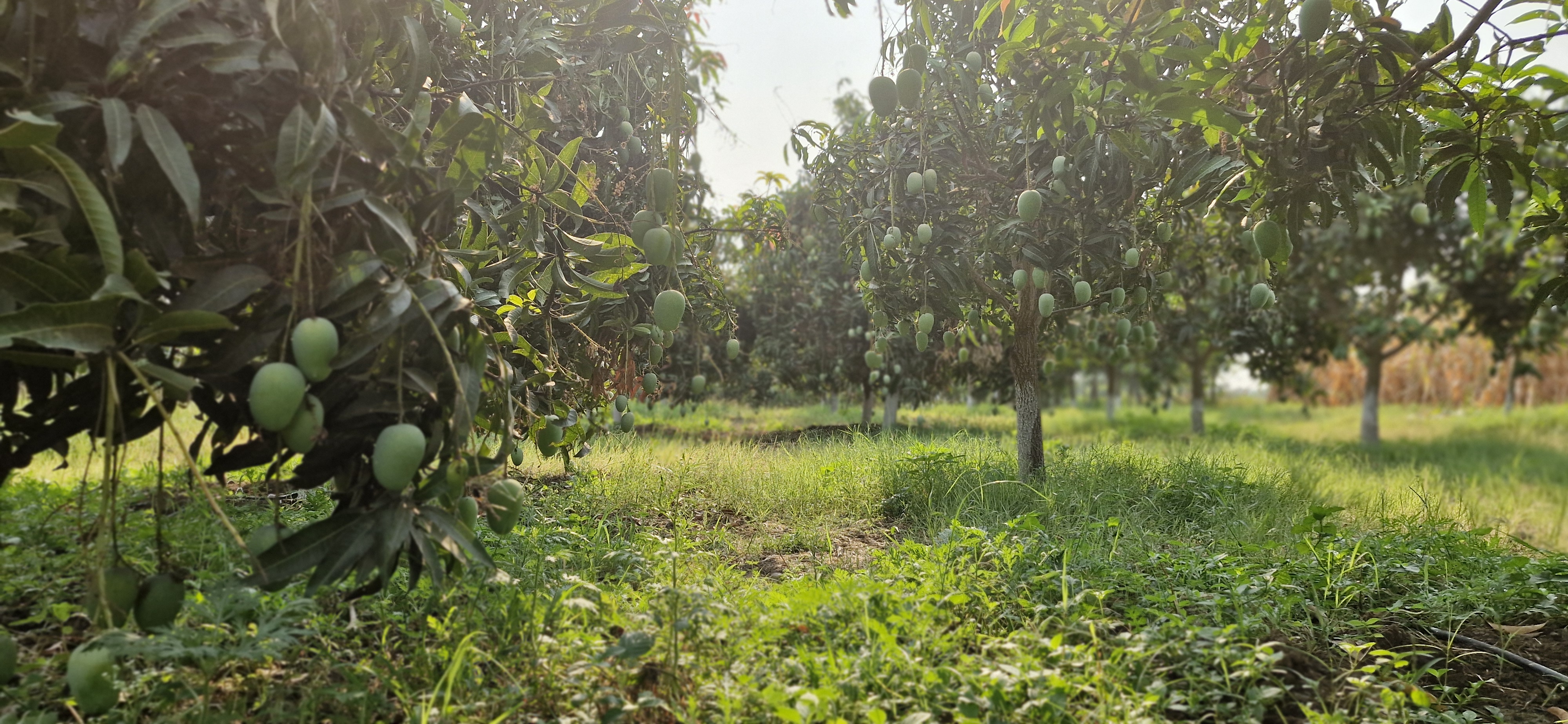 Farm landscape at Gauri Farms