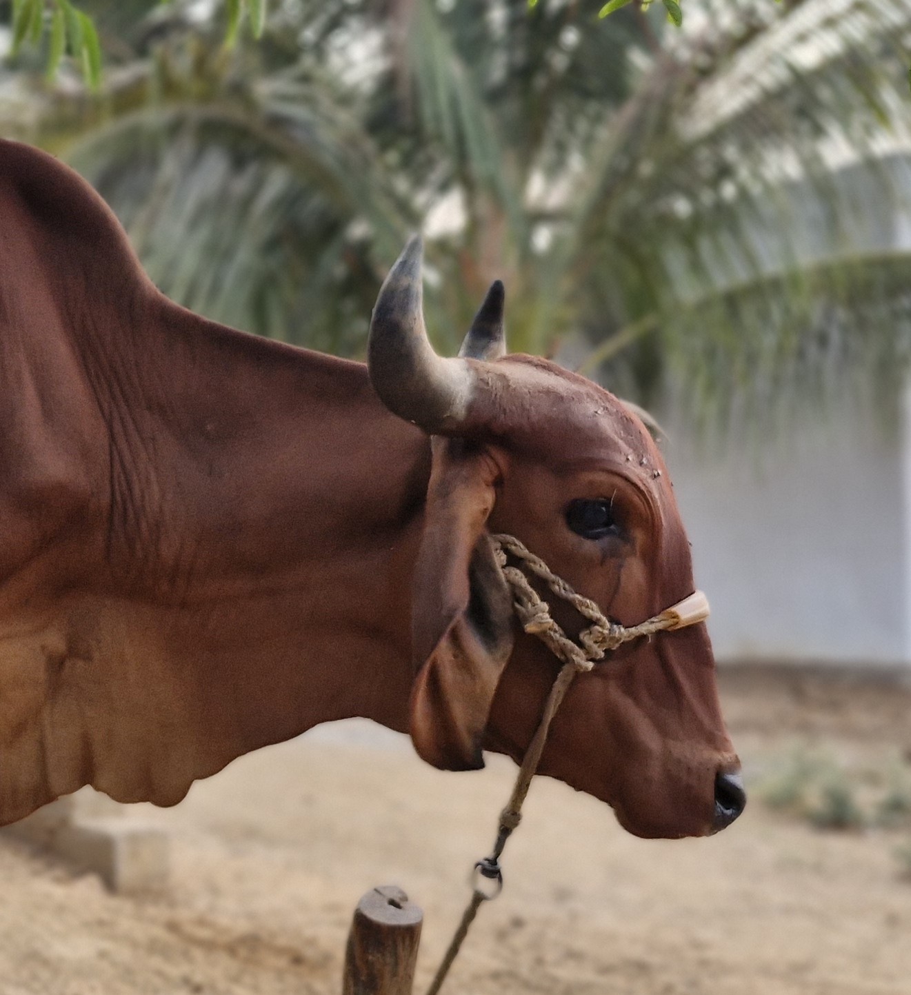 Kaveri
