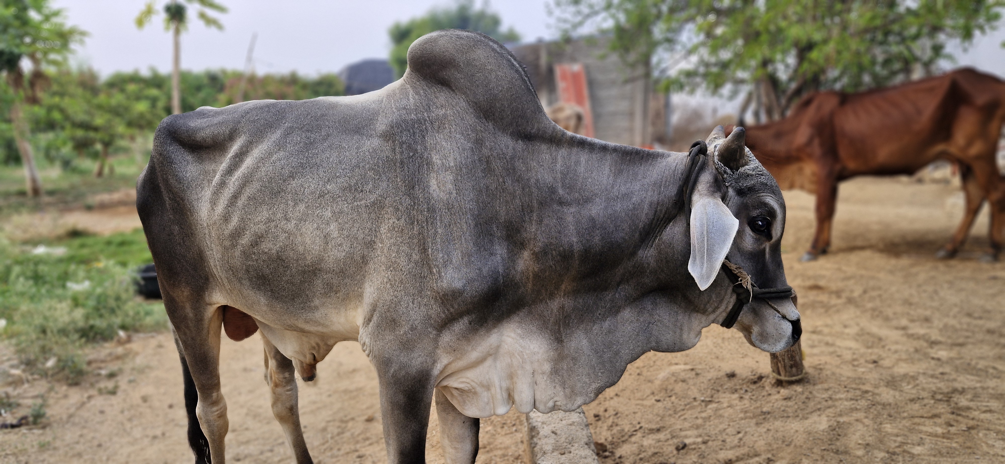 Nandu