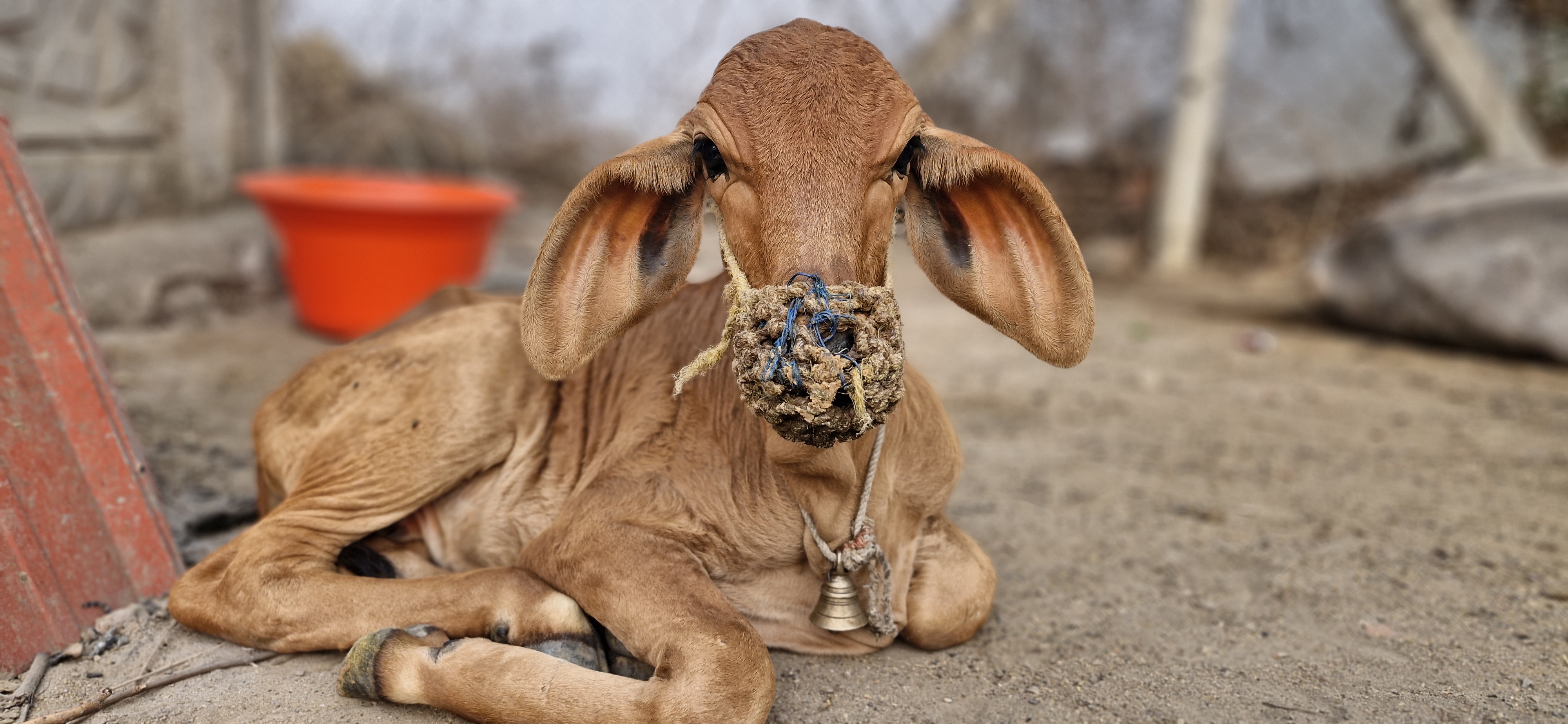 Shambhu