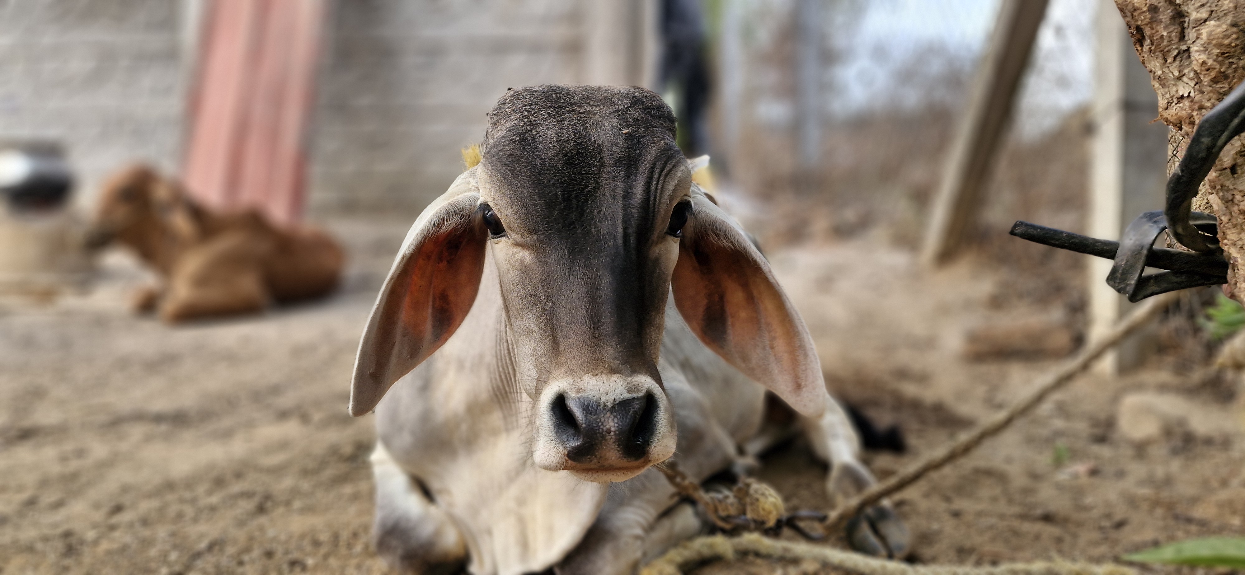 Shivudu